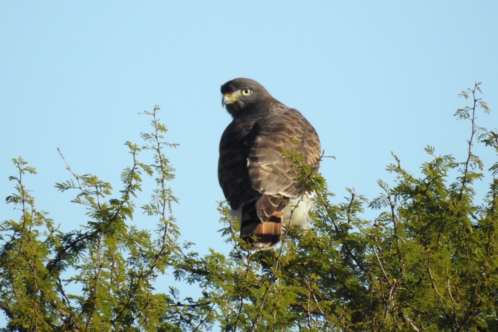 Avistamiento de aves