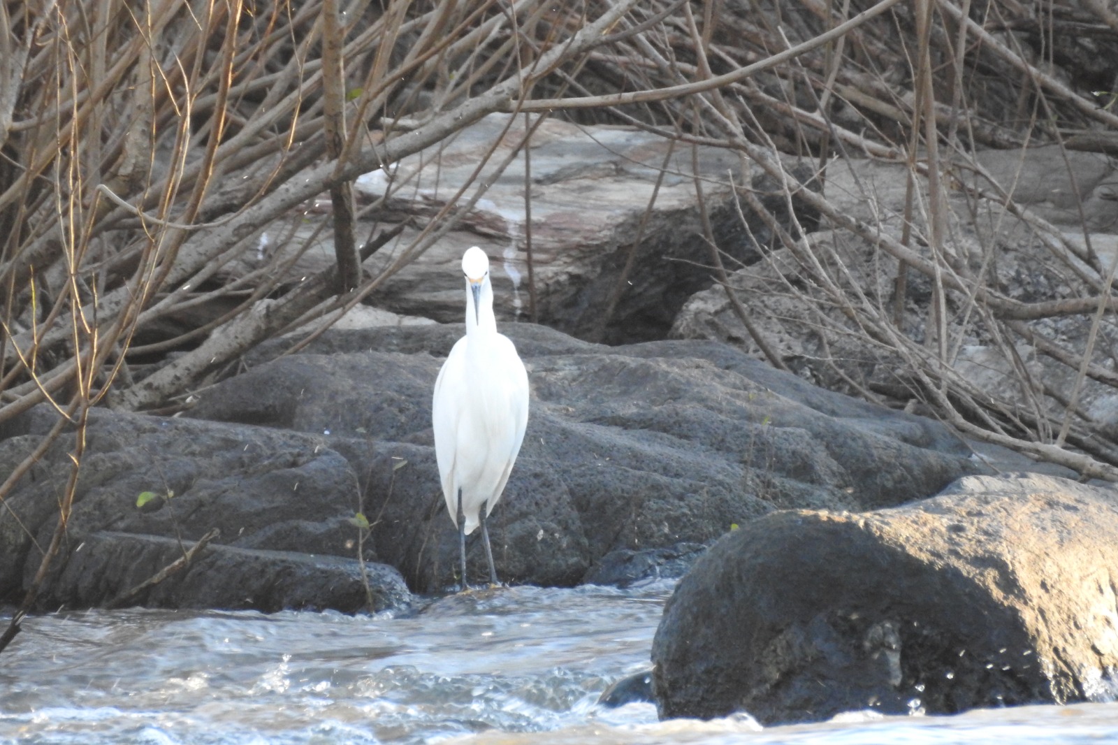 Avistamiento de aves