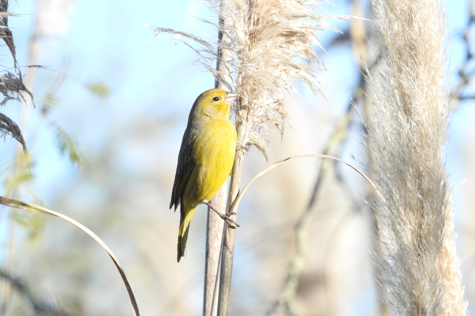 Avistamiento de aves