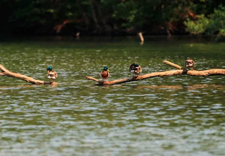 El cuidado Medioambiental del agua